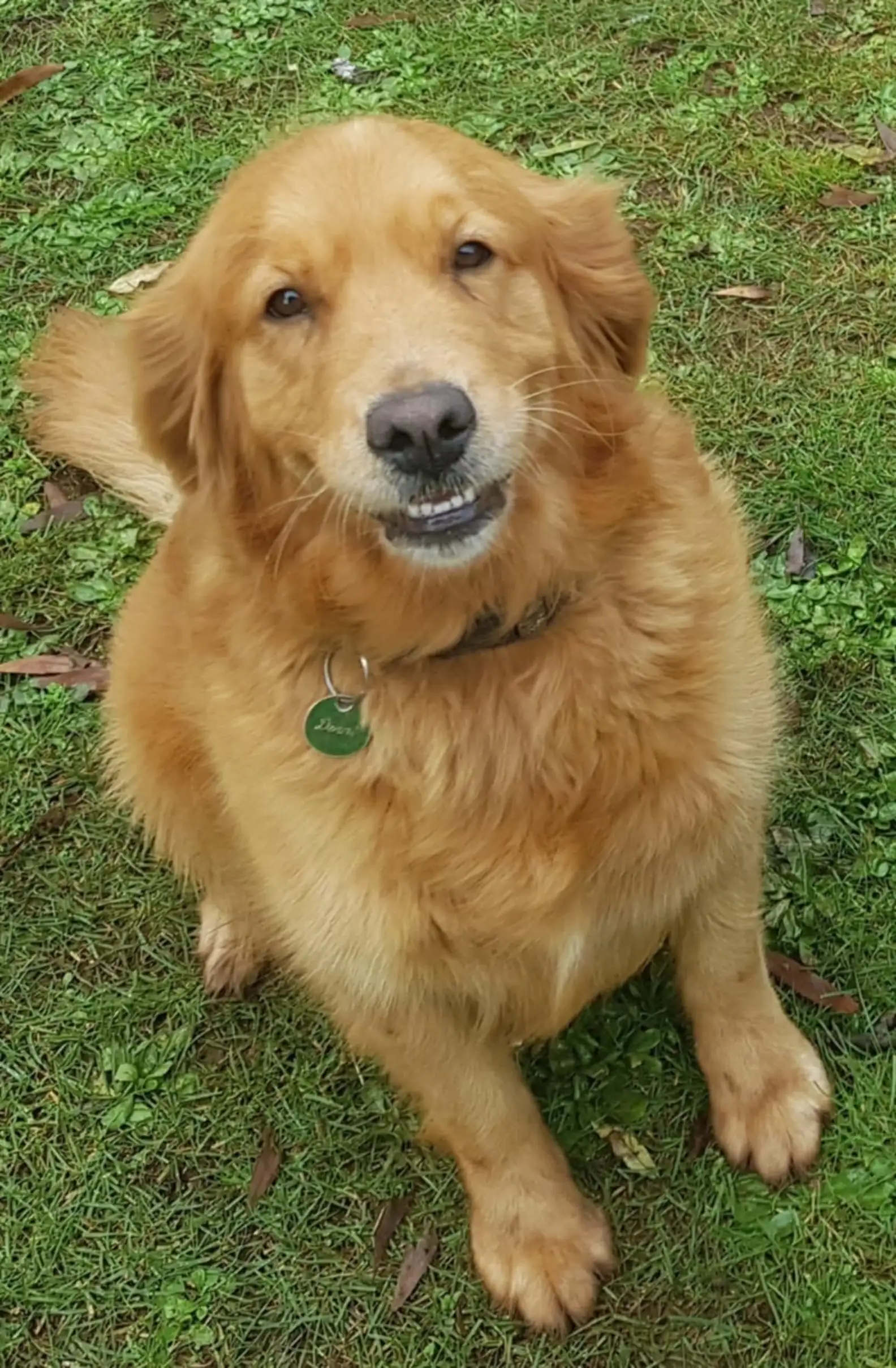 Olha que linda a golden Denni. - Foto: Steve Lamplough
