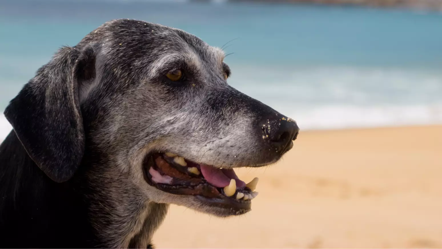 A pílula desenvolvida nos EUA para prolongar a vida de cachorros poderá ser vendida ainda este ano. Está em testes e aguarda aprovação da FDA.- Foto: Canva Equipes/Ikostudio