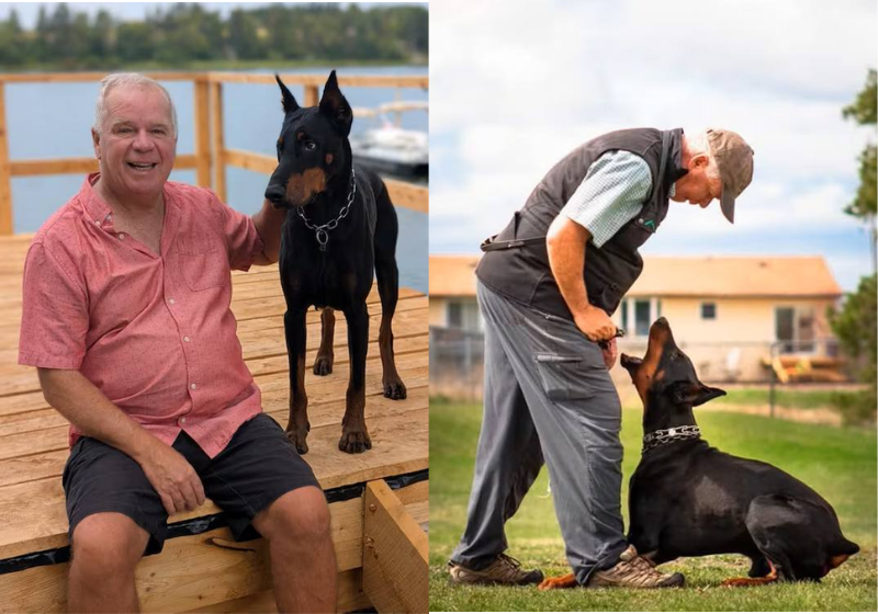 Um cachorro da raça doberman salvou o tutor do ataque de um urso e foi reconhecido com o prêmio Cão do Ano. Veja a bravura do Night. - Foto: Craig Campbell