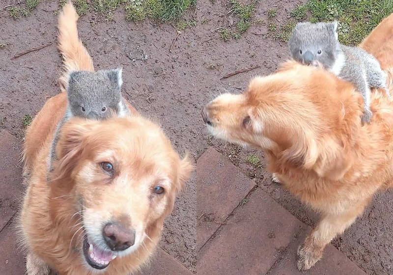 O tutor registrou o cachorro dele dando uma carona a um bebê coala que se perdeu da mãe, na Austrália. As imagens fofas viralizaram nas redes. - Foto: Steve Lamplough