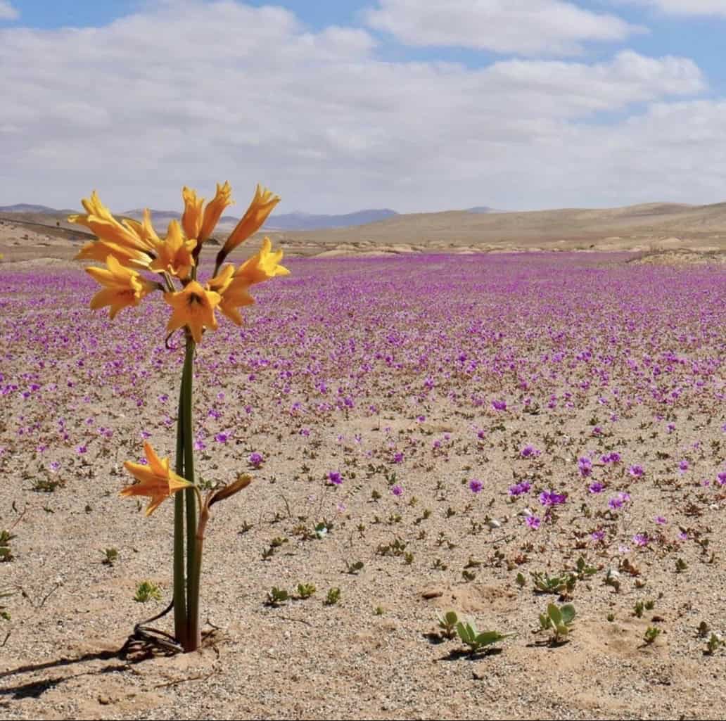 Uma flor amarela solitária no meio do deserto. - Foto: reprodução/redes sociais