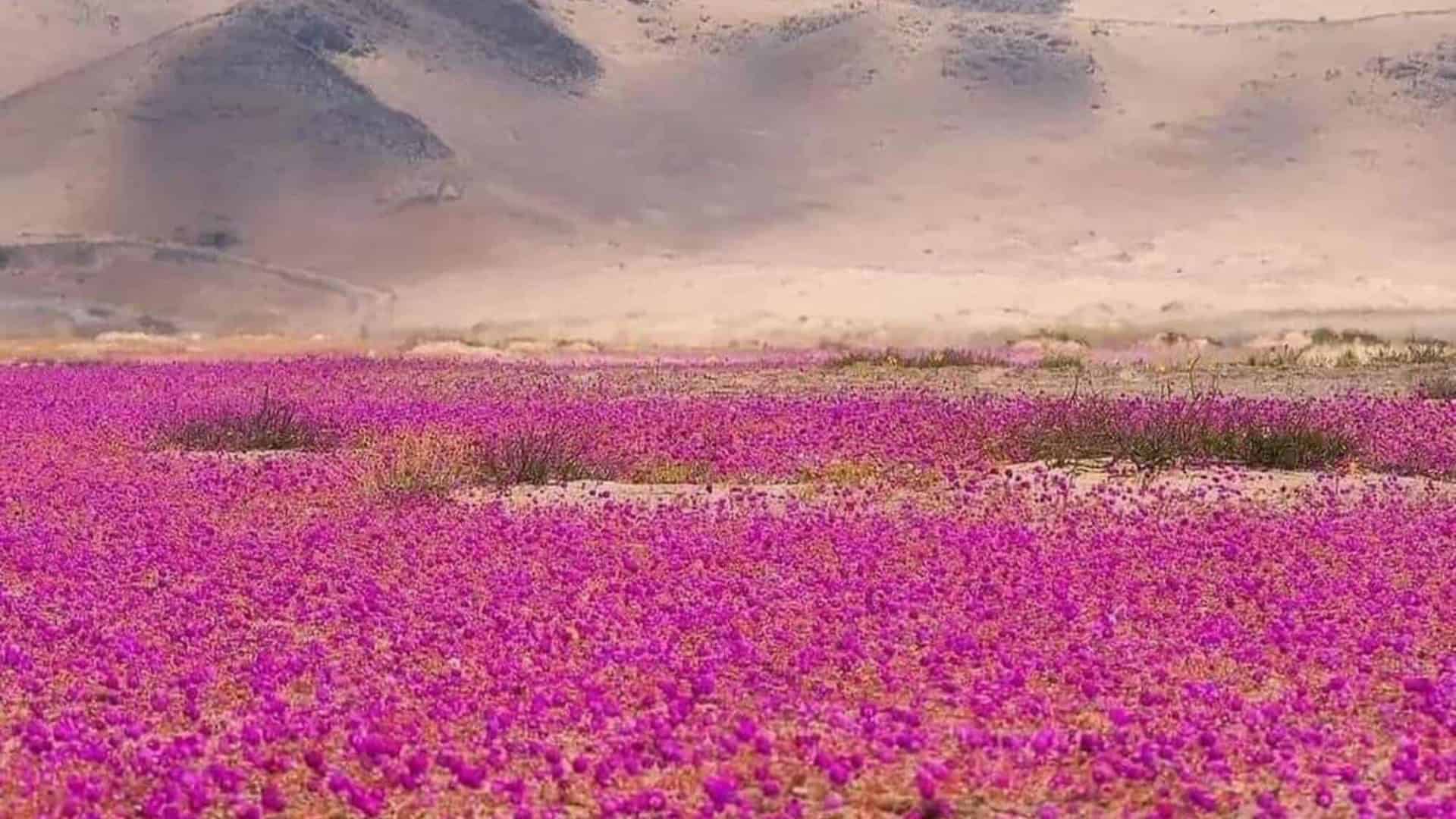 Foto do deserto agora, coberto de flores. - Foto: reprodução/redes sociais