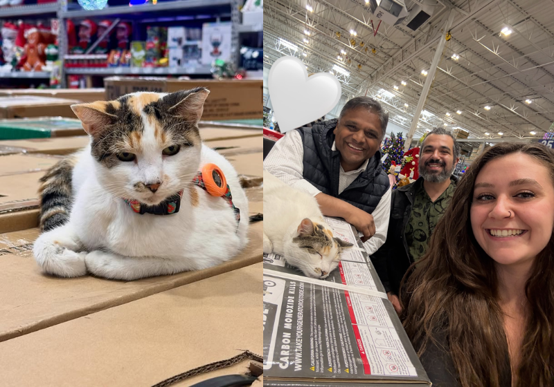 A gatinha Francine foi encontrada após desaparecer da loja onde vive. Ela entrou em um caminhão que foi para outro estado, na Carolina do Norte (EUA) . - Foto: redes sociais