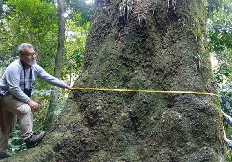 Segundo a Fiocruz, o jequitibá-rosa gigante tem aproximadamente 500 anos. A descoberta foi considerada histórica - Foto: Fiocruz