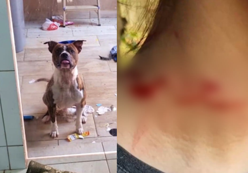 O pitbull, que está sendo chamado de herói, avançou no agressor e conseguiu salvar a garota que foi atacada pelo irmão, com uma faca, em Cascavel (PR). - Foto: Reprodução/CGN.