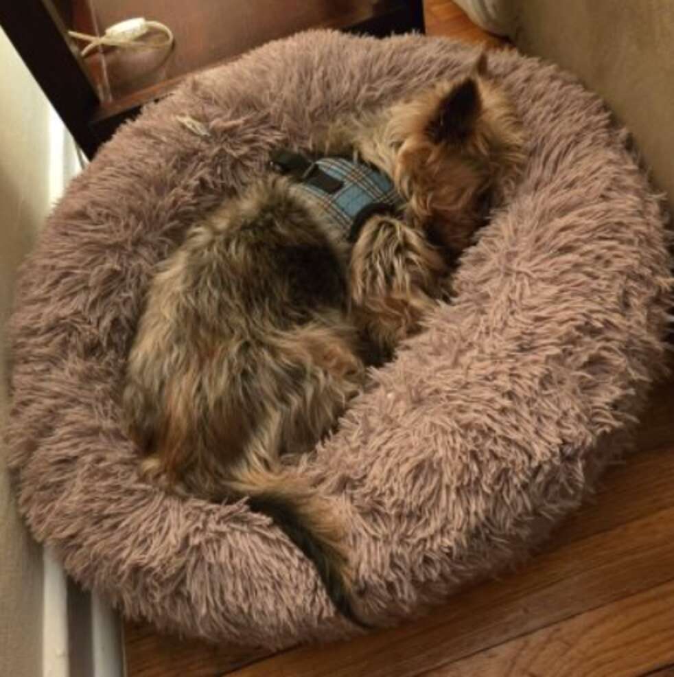 Ele tem caminha quentinha e comida todos os dias - Foto: AMA