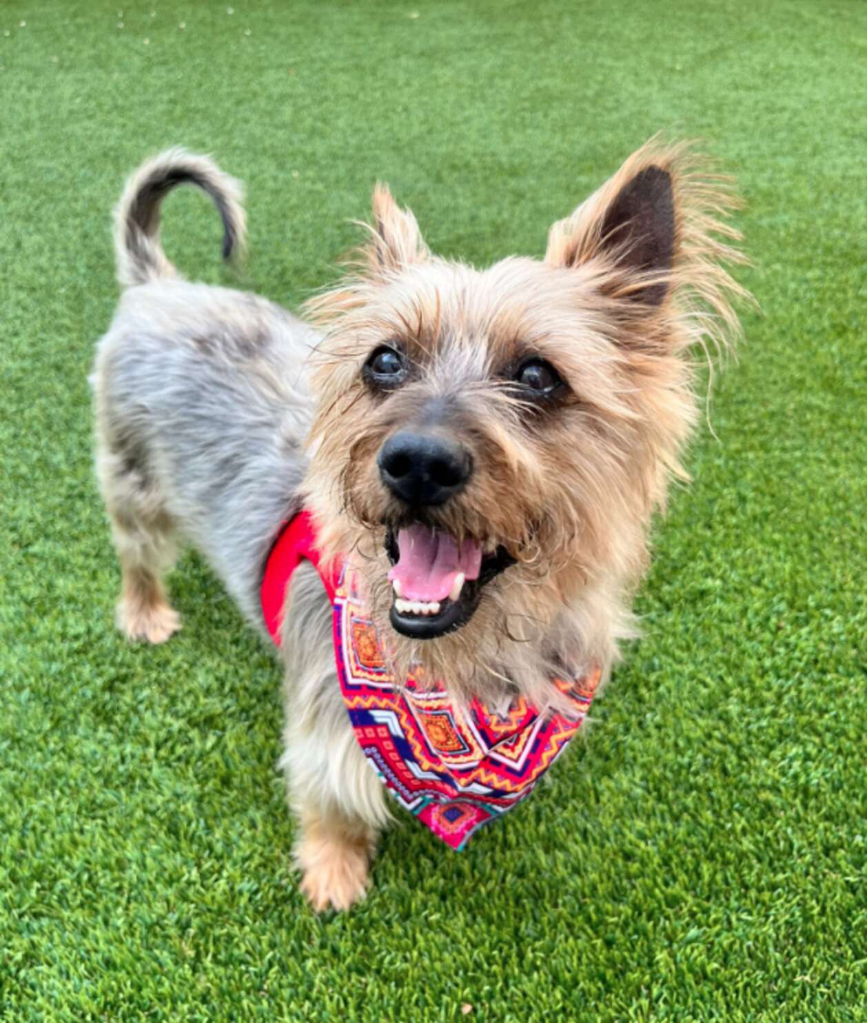 Mickey hoje vive no abrigo da ONG - Foto: AMA