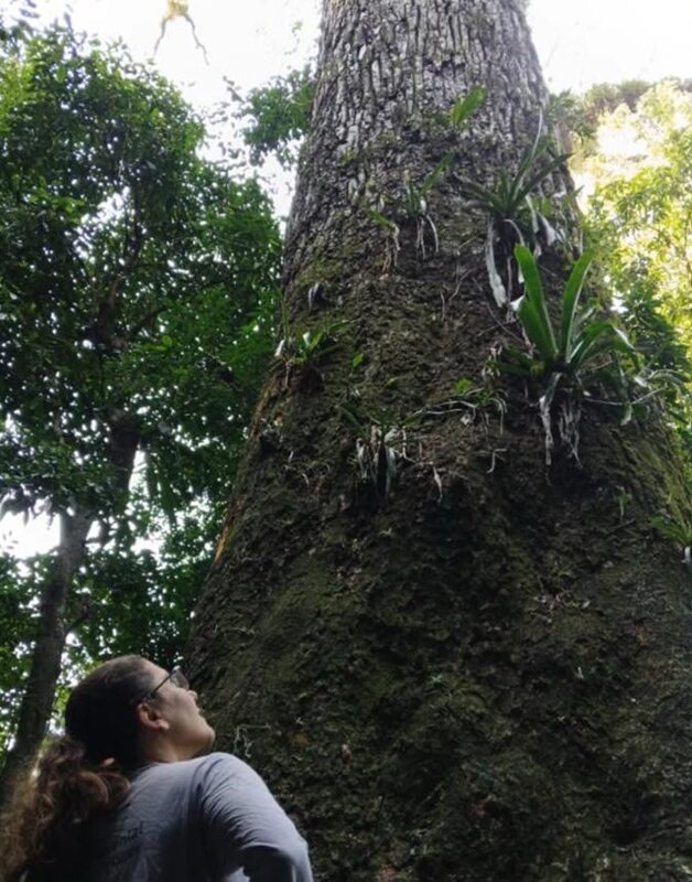 Jequitiba-rosa tem tamanho comparável a prédio de 13 andares. - Foto: Fiocruz