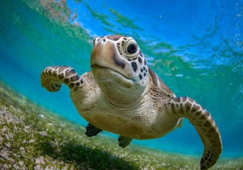 As tartarugas marinhas verdes não estão mais em risco de extinção. O anuncio foi feito pela IUCN - Foto: reprodução