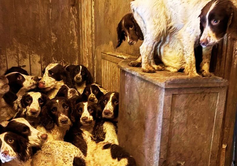 Quatro dos cachorrinhos encontrados amontoados em uma casa imunda na Inglaterra foram resgatados, cuidados e são tão inteligentes que vão virar farejadores da polícia. - Foto: SWNS