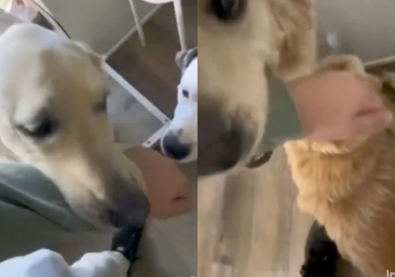 Ao perceber que seria adotado, este cachorrinho arrastou o futuro tutor pelo braço até a irmã dele idosa e surda, para adotar a bichinha também e não separar a família. Deu certo! - Fotos: reprodução/X