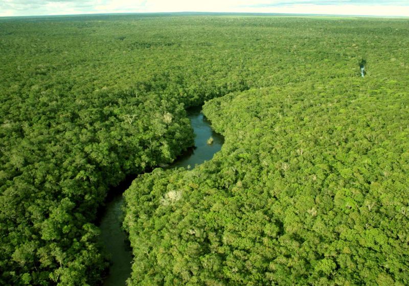 Google fechou o maior acordo da empresa para ajudar no reflorestamento da floresta Amazônica com a startup brasileira Mombak. - Foto: Agência Brasil
