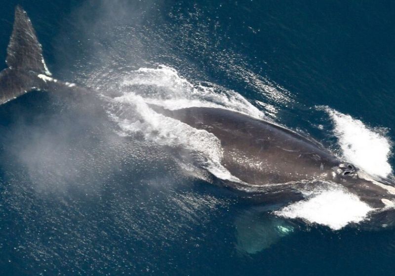 Cientistas comemoram: a população de baleias ameaçadas de extinção, da espécie francas-do-atlântico-norte, está aumentando lentamente. Foto: NOAA/AP