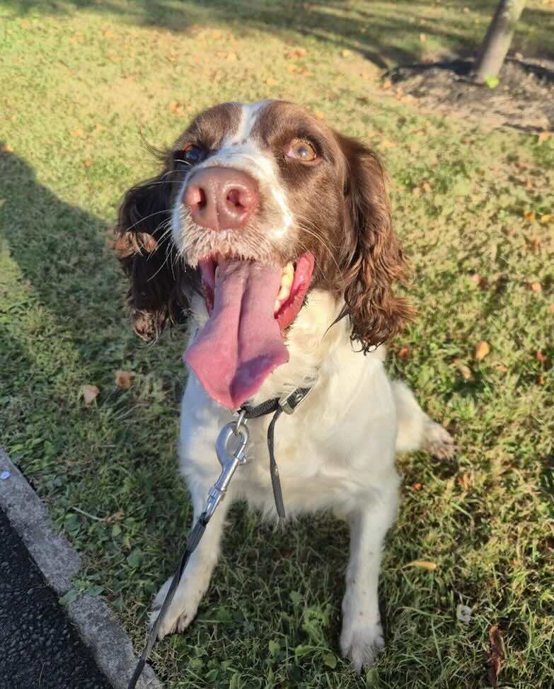 Lola também está sendo treinada. - Foto: SNNS