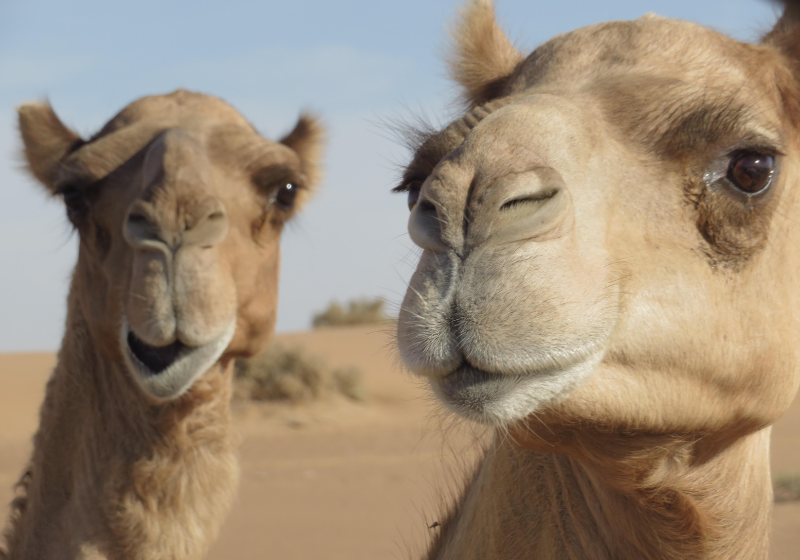 As proteínas foram encontradas em animais da família do camelo e podem se tornar um novo tratamento contra o Alzheimer - Foto: Canva