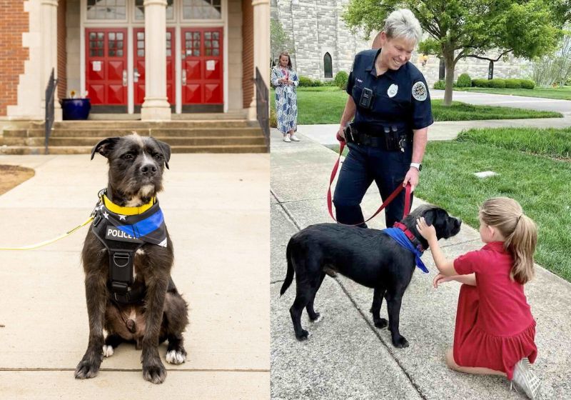 O Sargento Bo, que ajudou a confortar crianças após tiroteio que matou 6 em escola dos EUA, venceu o prêmio Cão Herói 2025. Fotos: AHS