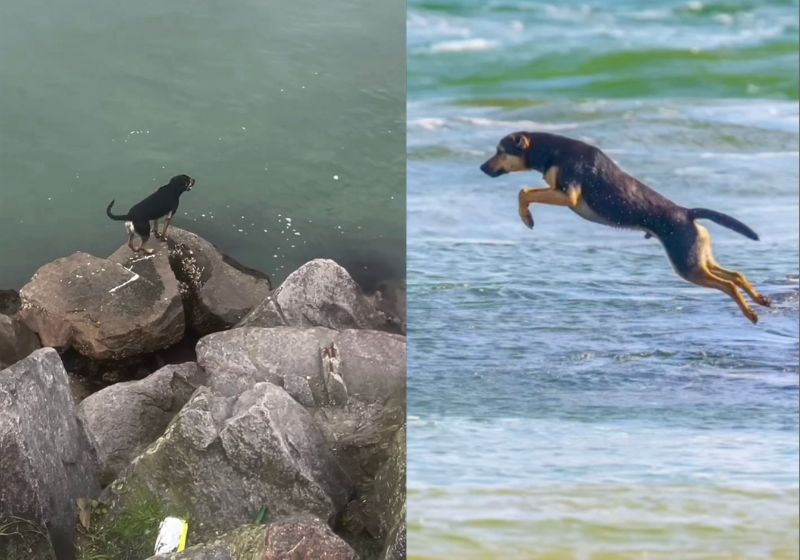 Depois de viralizar, Marujo, o cão destemido que salta do alto das pedras no mar, virou Cão Comunitário na Barra da Lagoa, Florianópolis. - Fotos: reprodução/Instagram