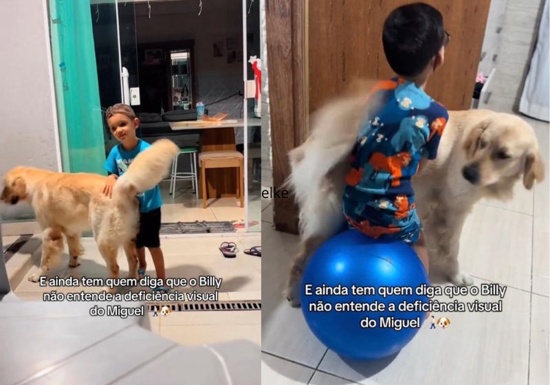 Billy, o cachorro que usa o próprio corpo para proteger menino cego, emociona o Brasil; vídeo