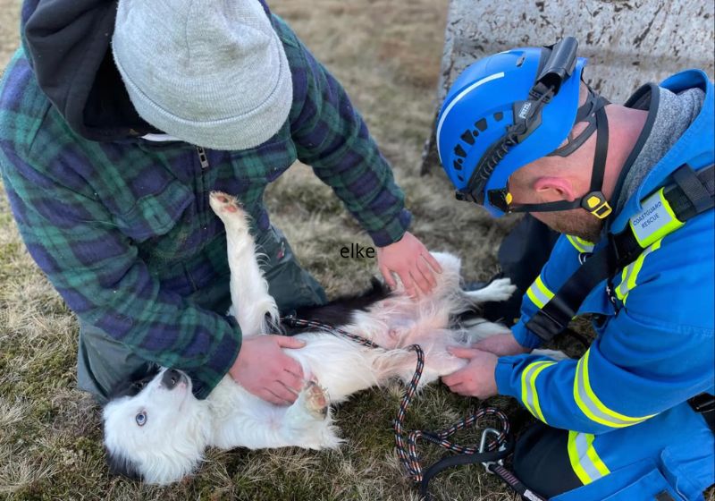 O Whisp, um cachorrinho collie de 2 anos, caiu de um penhasco de 30 metros, na Escócia, e sobreviveu sem um arranhão. Foto: HM Coastguard