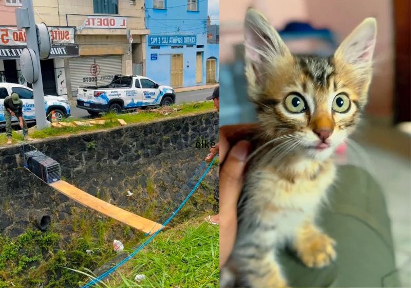 A gatinha que ficou 7 dias dentro de um canal de esgoto em Itabuna (BA), foi resgatada graças a uma engenhoca e agora vai para adoção