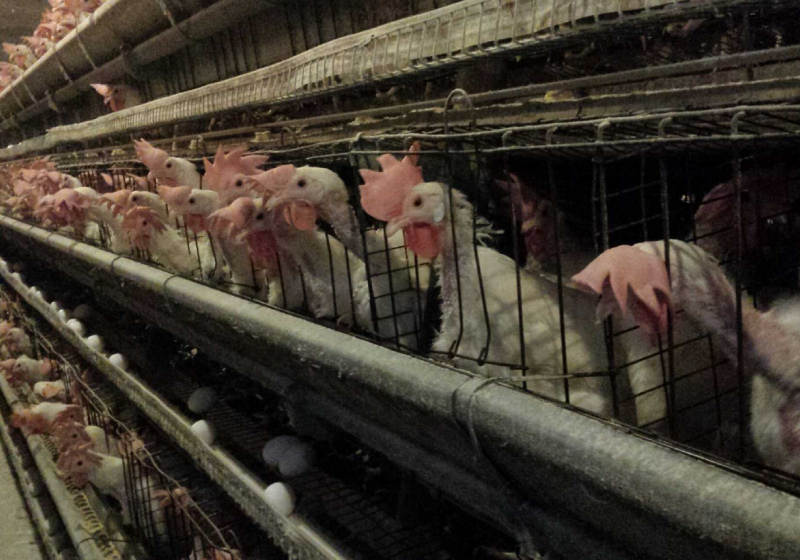 O Brasil agora tem um guia para evitar o confinamento de galinhas e suínos e garantir o bem-estar desses animais - Foto: Divulgação/Humane World for Animals