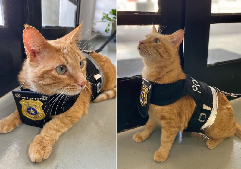 O gatinho B.O., apelidado de Delegato, foi adotado pela delegacia e ganhou o carinho dos internautas - Foto: redes sociais
