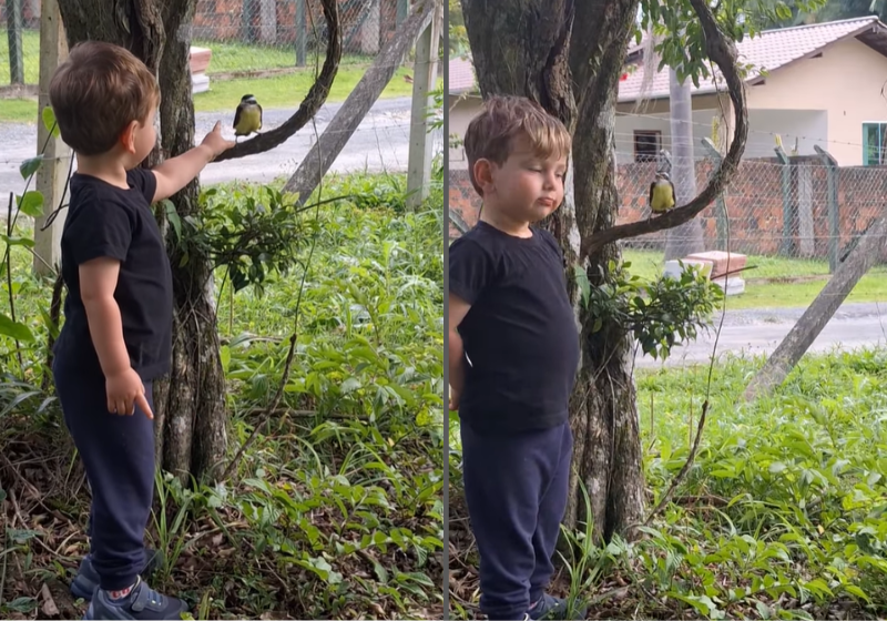Um menino viralizou pela amizade que fez com o bem-te-vi livre, em Santa Catarina. O vídeo foi publicado pela mãe dele - Foto: reprodução Instagram