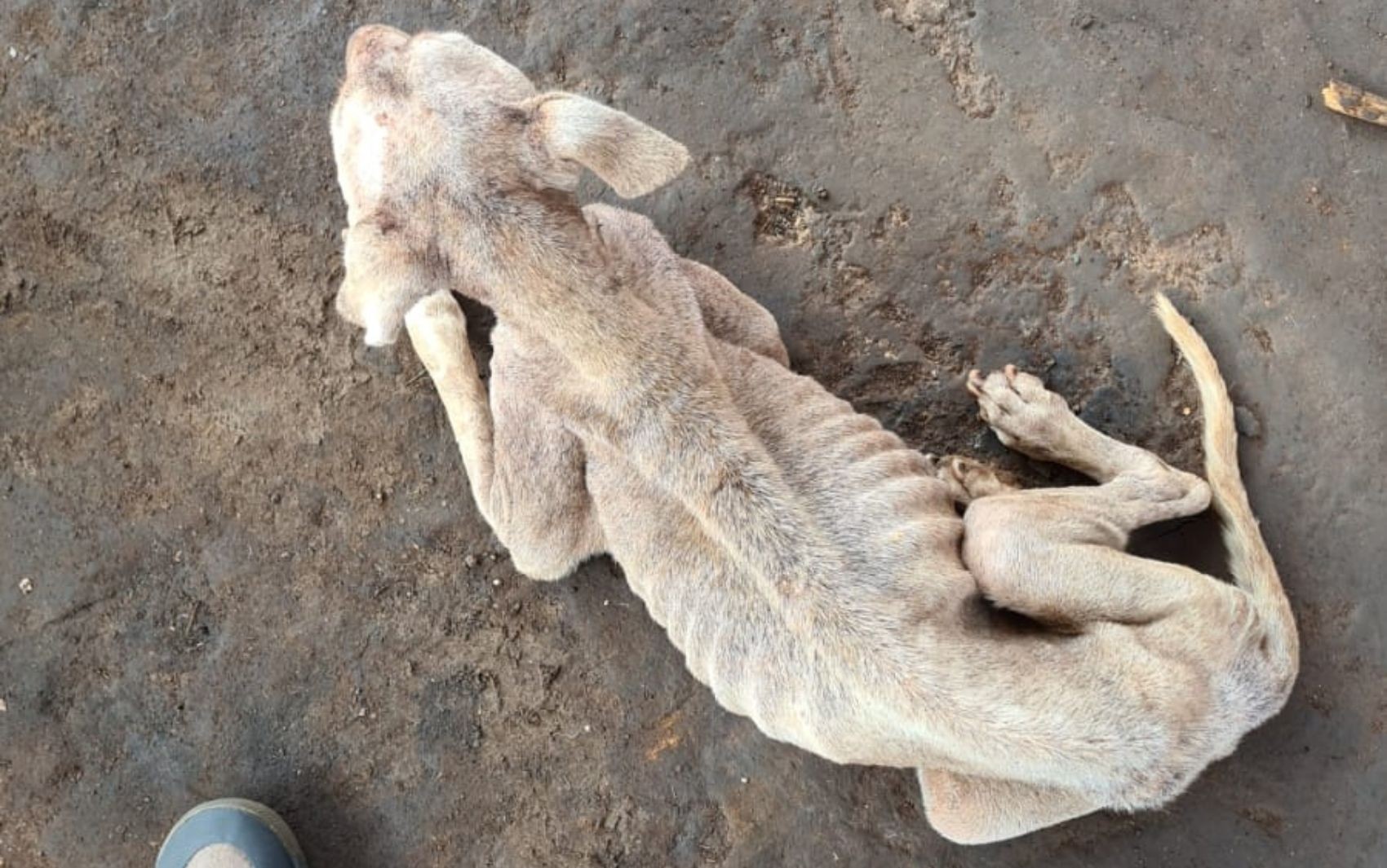 Cadela idosa foi resgatada no Bairro Osvaldo Rezende em Uberlândia — Foto: PMMG/Divulgação