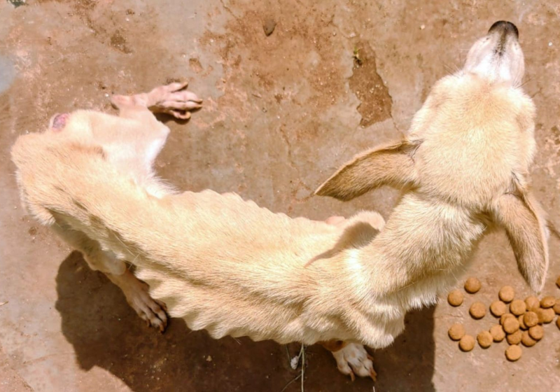 A PM resgatou a cachorrinha bastante desnutrida. Agora ela segue tratamento - Foto: PMMG/Divulgação