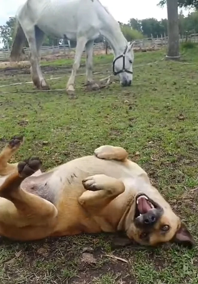 Olha a alegria dela. - Foto: Instagram/@caballosrecc