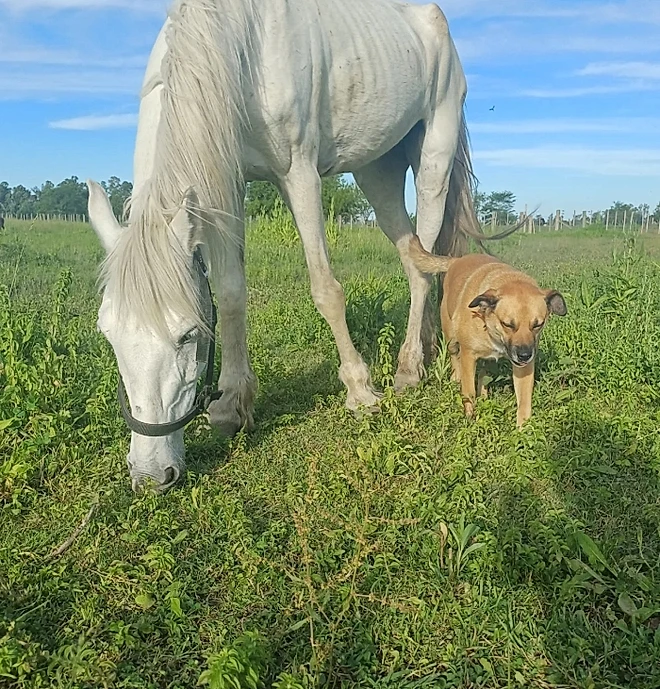 A égua que sofria maus tratos hoje passei com a amiga caramelo no pasto. - Foto: Instagram/@caballosrecc