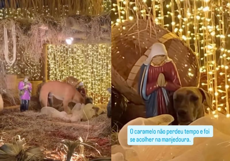 Dois caramelos abandonados entraram no presépio montado na Câmara Municipal de Varginha (MG) em busca de abrigo e viralizaram. - Fotos: reprodução/Instagram