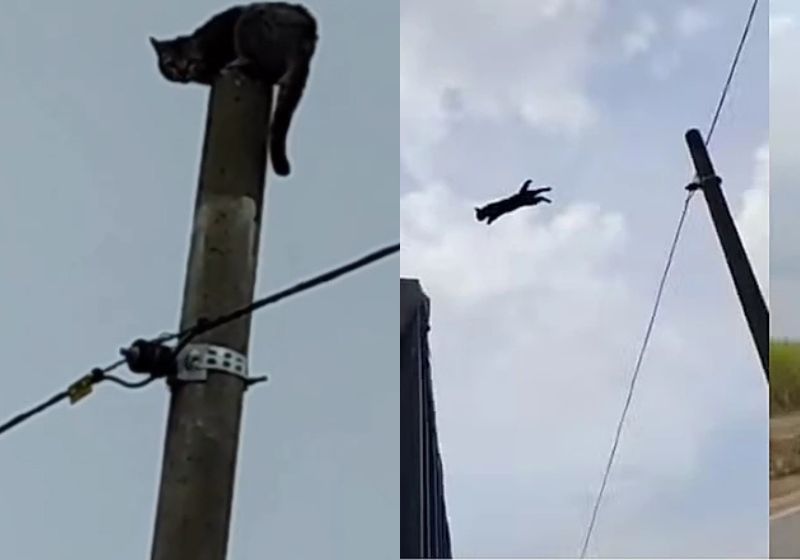 Esse caminhoneiro viu o gatinho preso no alto de um poste em Tietê (SP) e encostou a caçamba alta. O felino entendeu e saltou. - Fotos: reprodução/Instagram