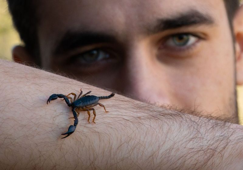 A pesquisa brasileira identificou que o veneno de um escorpião amazônico pode atacar o câncer de mama da mesma forma que um tratamento conhecido de quimioterapia. - Foto: Marino Linic