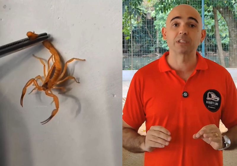 O bombeiro especializado Roberto Tosta, de Goiás, diz que 90% das pessoas agem errado em caso de picada de escorpião. E ensina 5 dicas para salvar vidas - Fotos: reprodução/Instagram