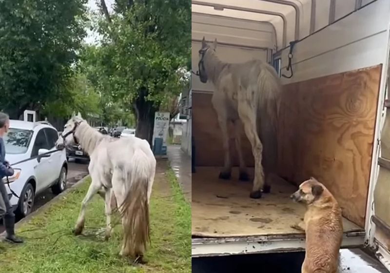 A caramelo Ami foi junto com a amiga, a égua Sofia, que sofria maus-tratos, estava debilitada e foi resgatada por uma ONG nos EUA. Fotos: Foto: Instagram/@caballosrecc