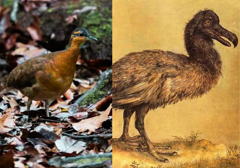 Pesquisadores brasileiros descobriram na Amazônia um pássaro que pode ser primo do dodô, ave extinta há 350 anos por não ter medo de humanos - Fotos: Luis Morais/Jacob Hoefnagel/Wikimedia Commons