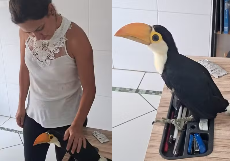 Uma veterinária salvou e cuidou de um bebê tucano que caiu da árvore. Ela fez um bico de papelão para imitar o materno e está se alimentando. - Foto: Viviane Silva