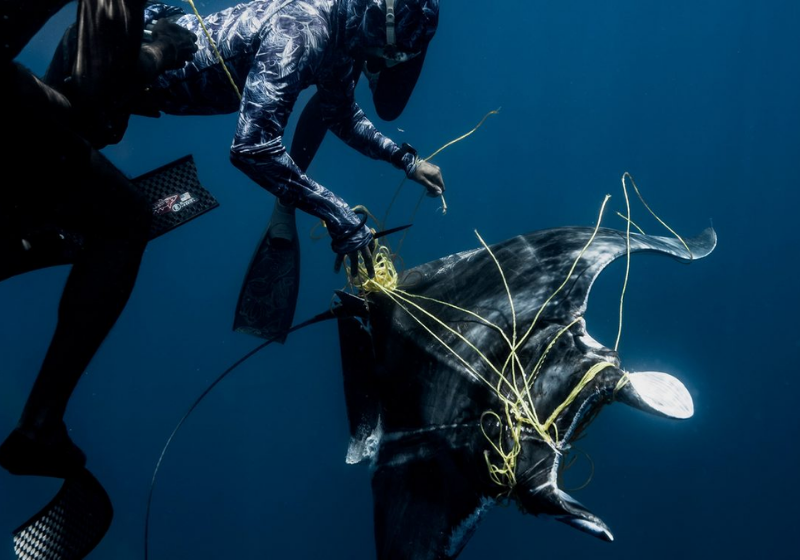Mergulhadores e fotógrafos resgatam juntos uma arraia que estava presa em uma rede de pesca e ela volta para agradecer - Foto: SWNS