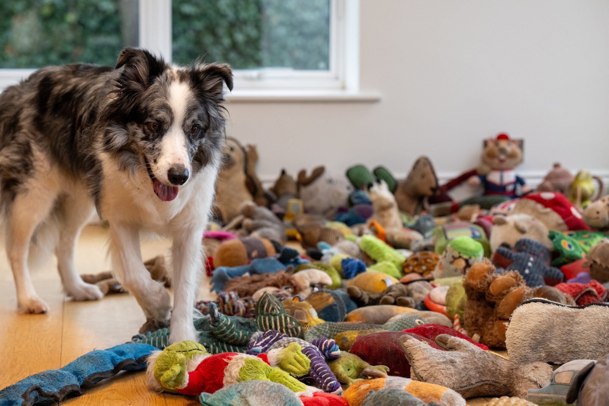Harvey, o border collie de 7 anos, sabe o nome de todos os seus 220 brinquedos. - Foto: Tony Kershaw / SWNS