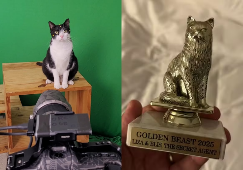 Gatinha de O Agente Secreto ganhou um prêmio internacional pela atuação no longa - Foto: reprodução Instagram