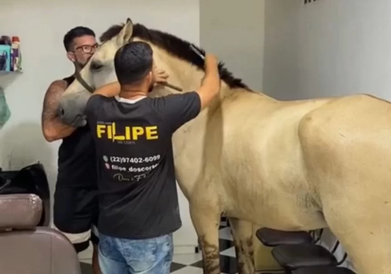 Um cavalo foi "cortar o cabelo" em uma barbearia do Rio de Janeiro e o vídeo do momento viralizou nas redes sociais - Foto: reprodução redes sociais