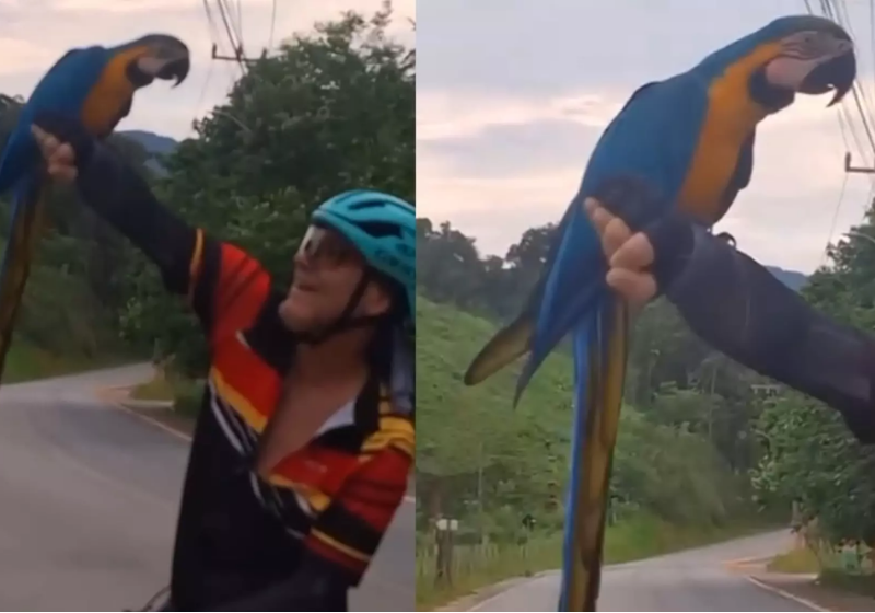A arara se aproxima naturalmente da ciclista e pousa no braço dela. O momento foi registrado em vídeo e viralizou - Foto: reprodução Instagram