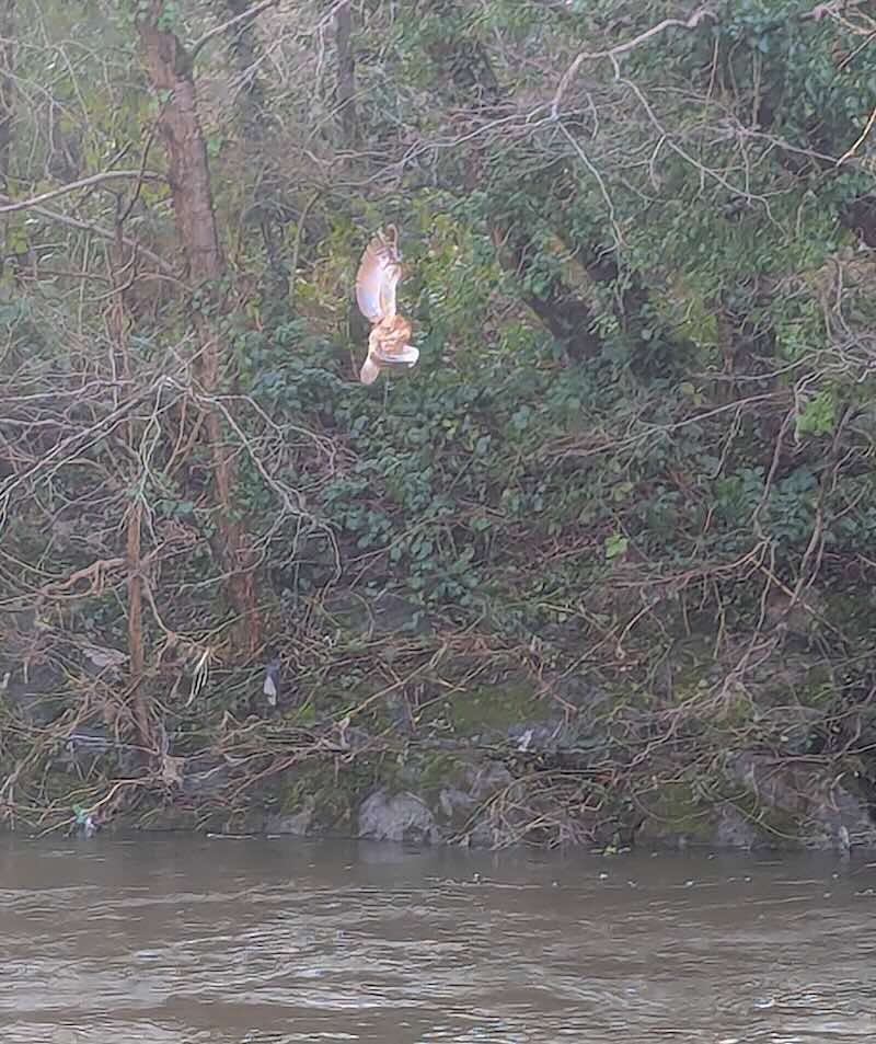 Coruja-parda presa em uma árvore – RSPCA / SWNS 