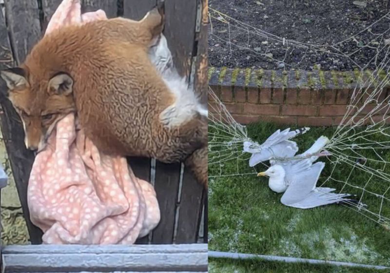 Entre os resgates de animais mais inusitados de 2025 estão uma raposa com a patas presas em um banco e gaivotas presas em rede de futebol. - Fotos: SWNS