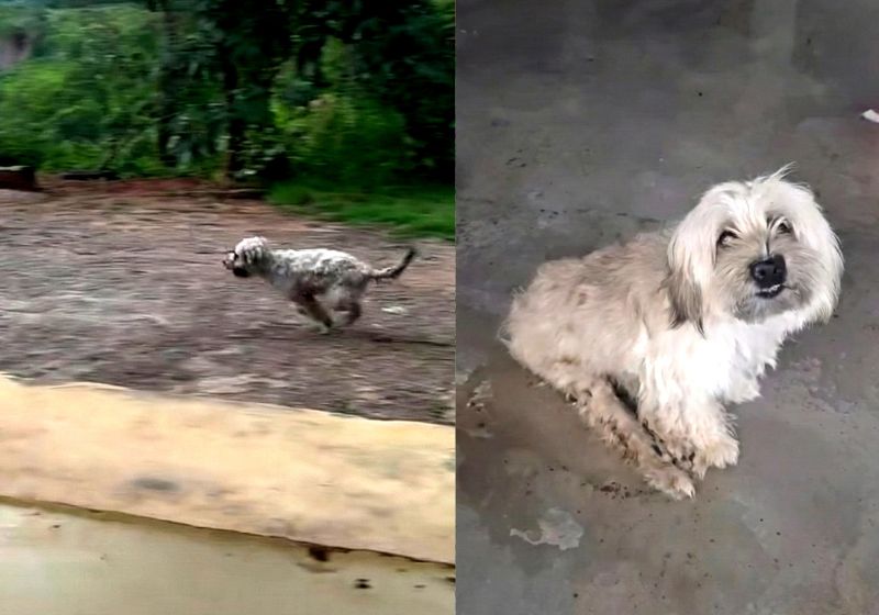 Barth, um cachorro que sofreu maus-tratos e foi resgatado em Belo Horizonte (MG) em 2025 venceu a paralisia e correu pela primeira vez. - Fotos: Instagram / @soubrendamacedo