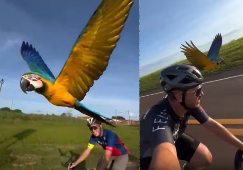 O vídeo da arara "escoltando" ciclistas numa estrada do interior de São Paulo já foi visto 18 milhões de vezes nas redes. - Fotos: reprodução/Instagram