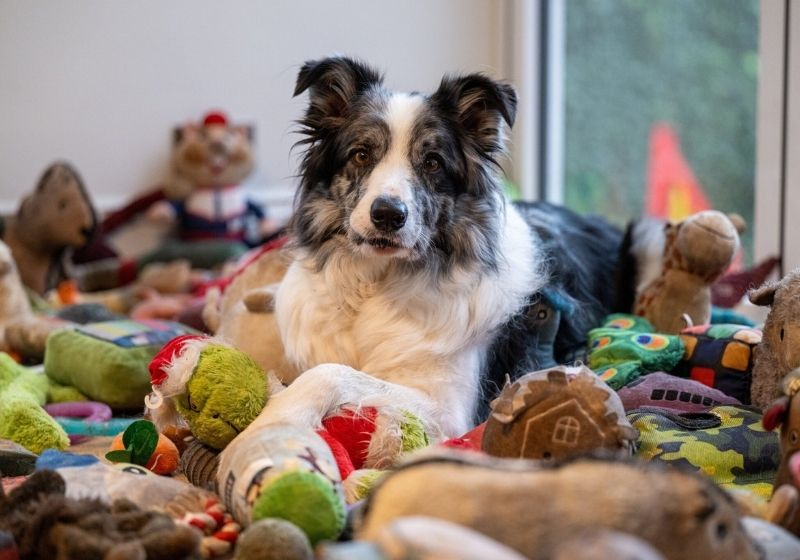 O Harvey é um cachorro muito inteligente que reconhece os 221 brinquedos que tem pelo nome. Basta a tutora falar que ele corre para pegar - Foto: Tony Kershaw / SWNS