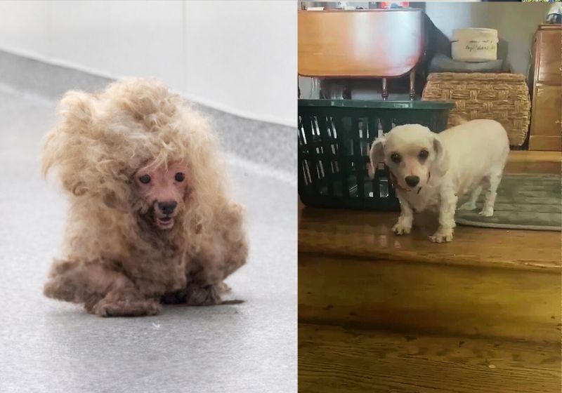 O vídeo da Dolly, a cachorrinha resgatada com 770 gramas pelos emaranhados que ganhou transformação, bateu 9 milhões de views: foi adotada. - Fotos: The Dodo