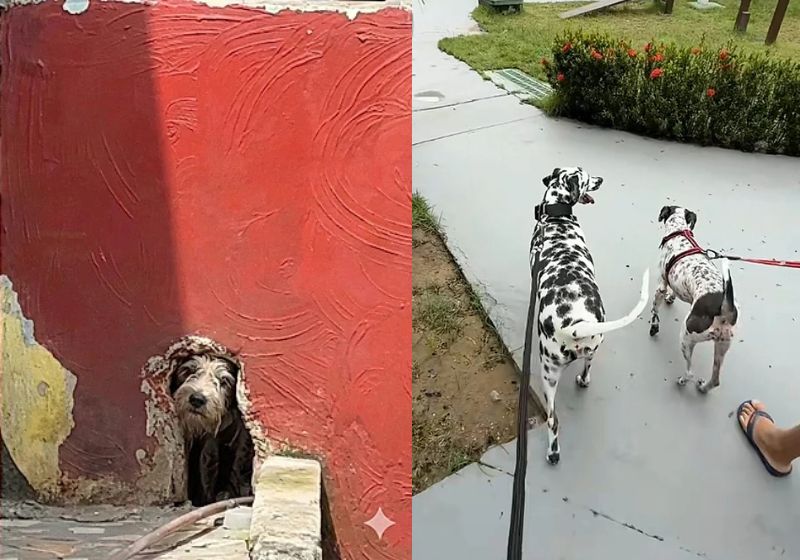 Após 5 meses esperando tutor que morreu, a cachorrinha Safira foi resgatada, cuidada, ficou linda e foi adotada por um empresária de Manaus (AM). - Fotos: reprodução/Tiktok